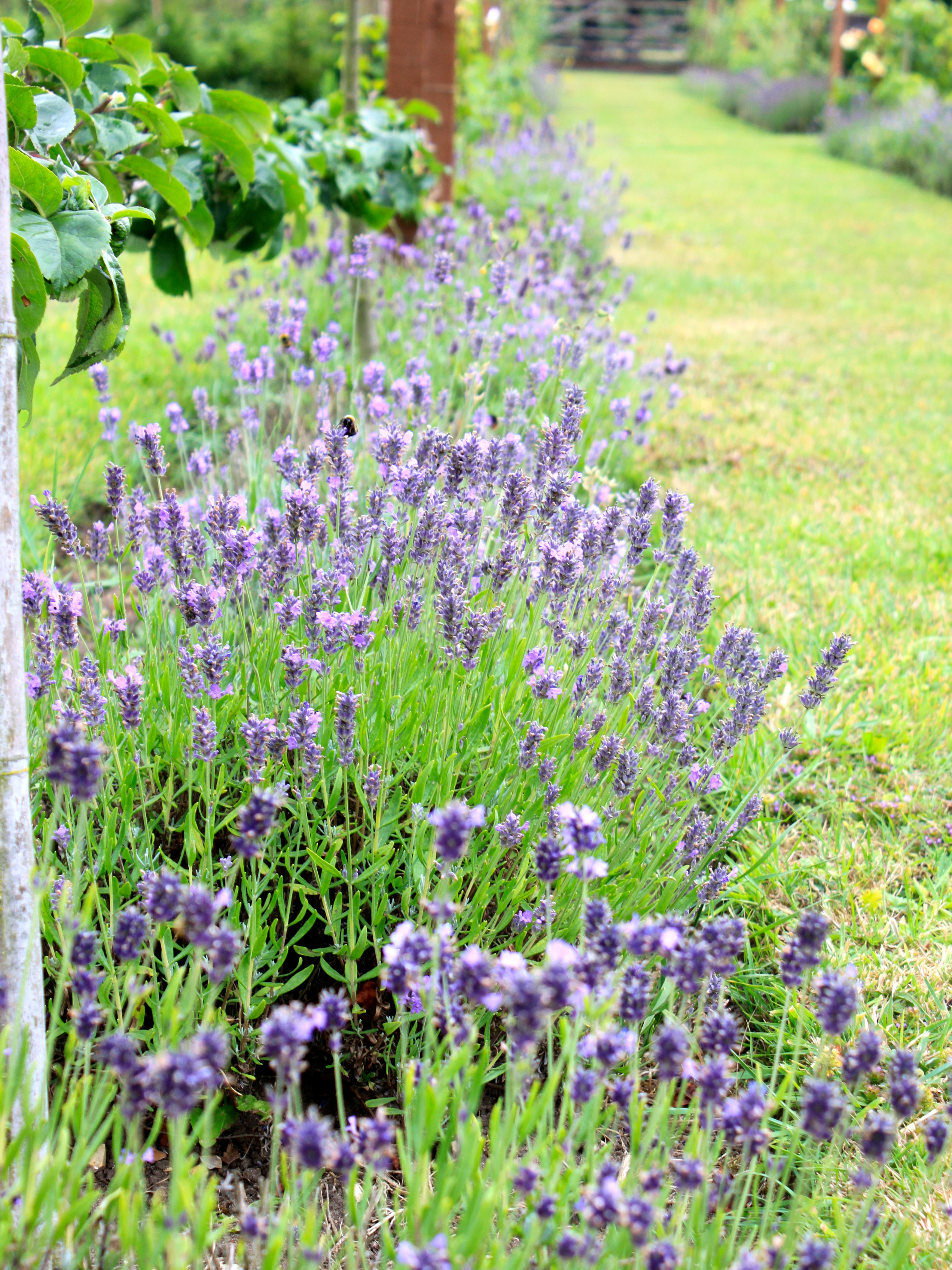 lavender chinos