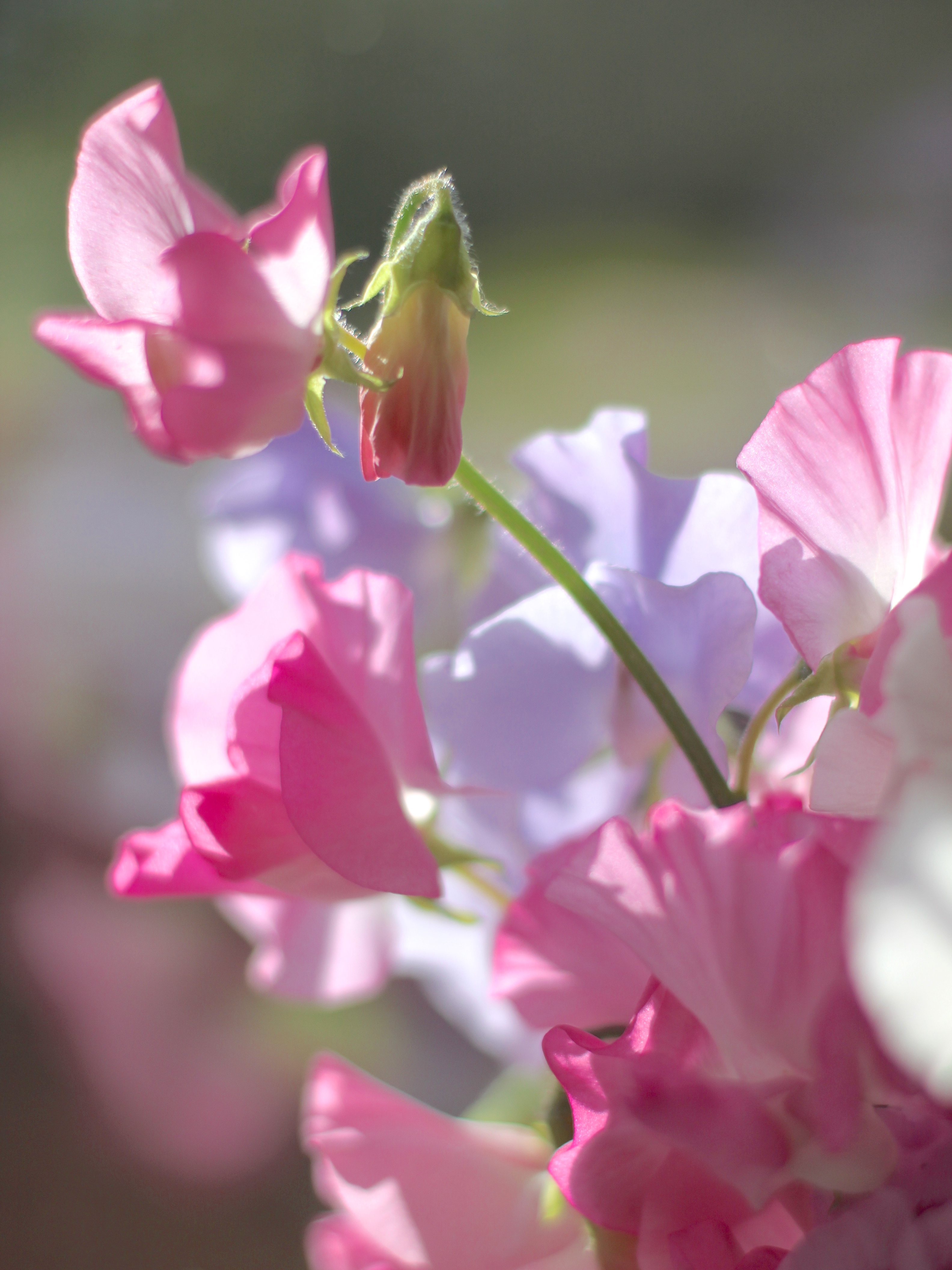 April In Paris Sweet Pea