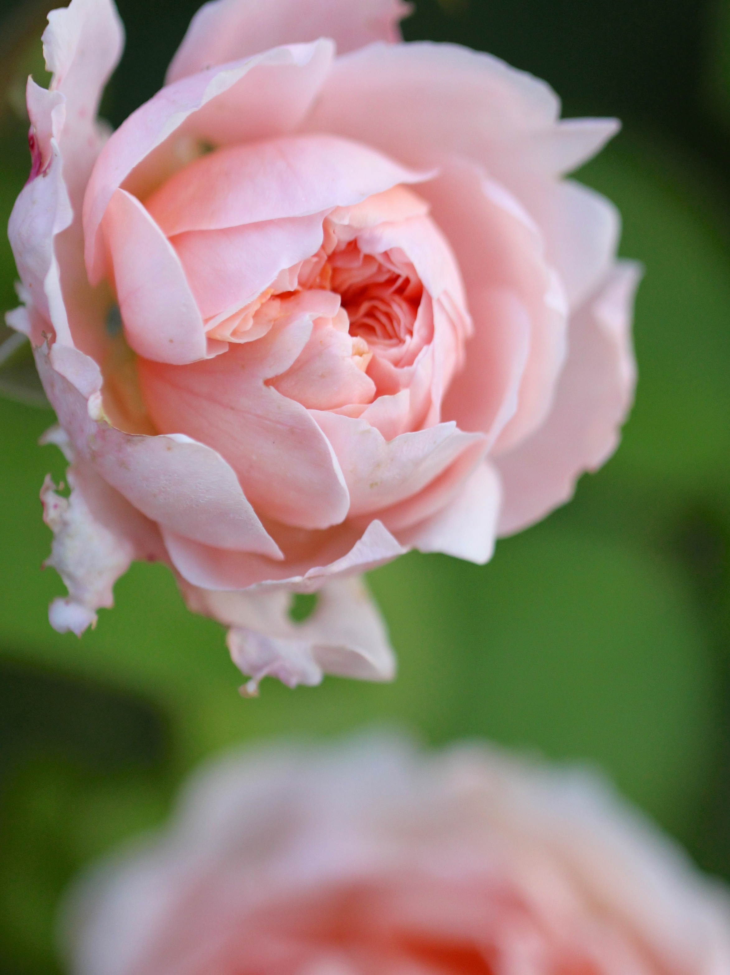 posies flowers garden