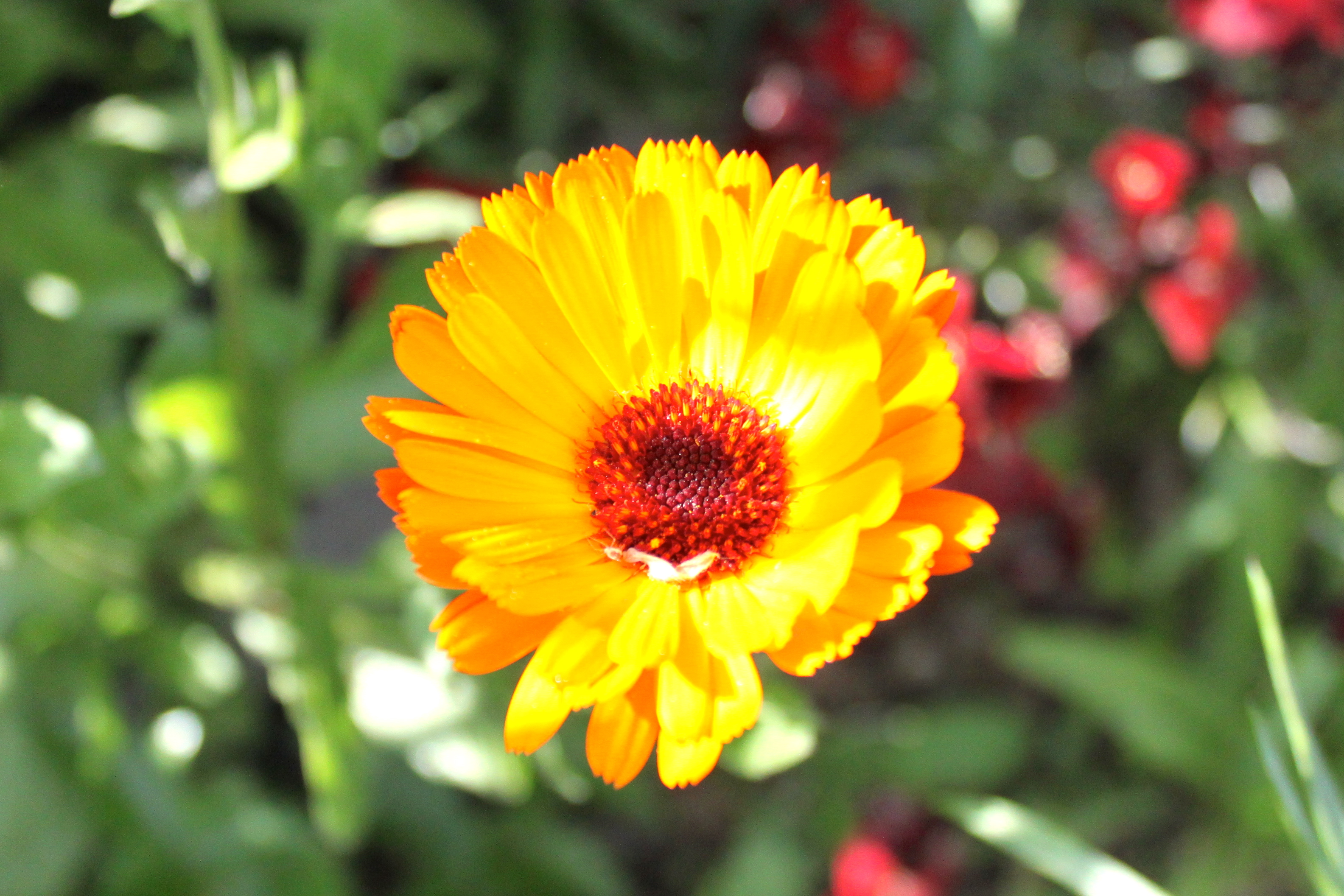 Calendula