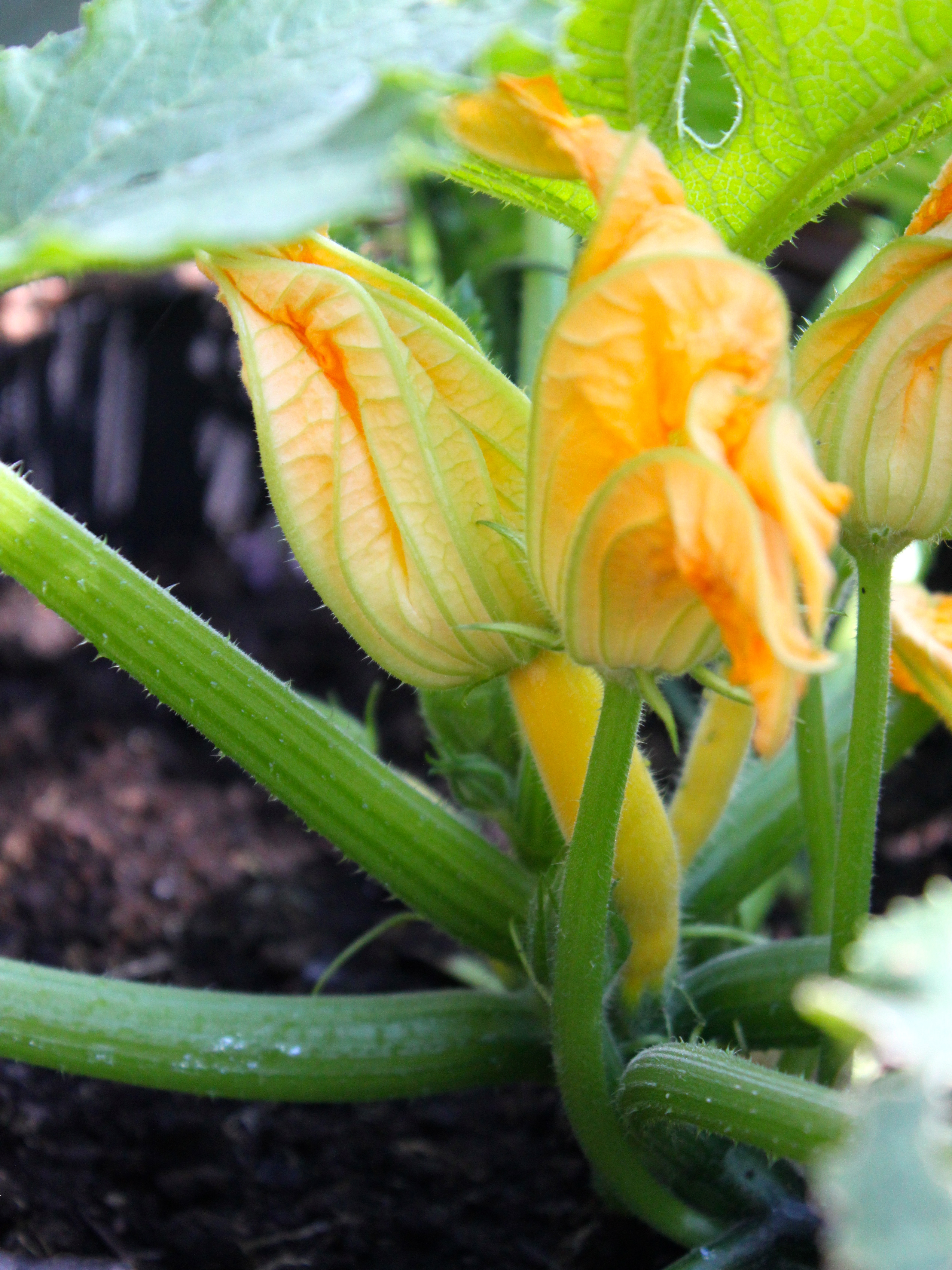 Yellow Courgette Soleil