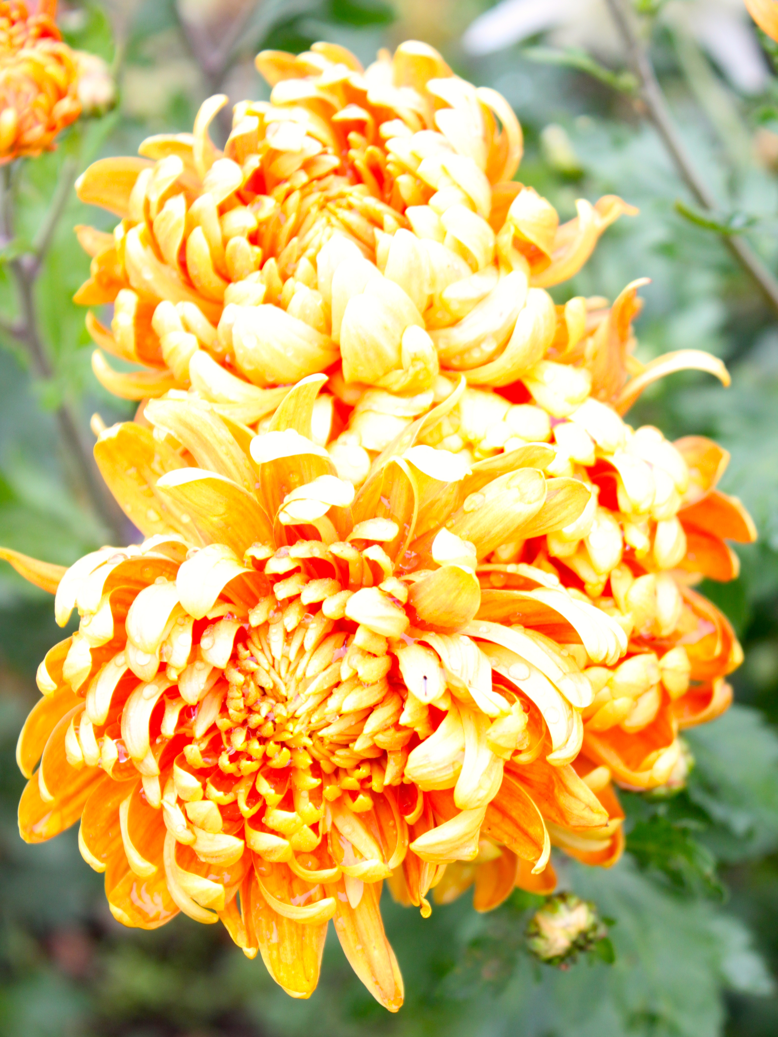 Chrysanthemum Alouise Orange
