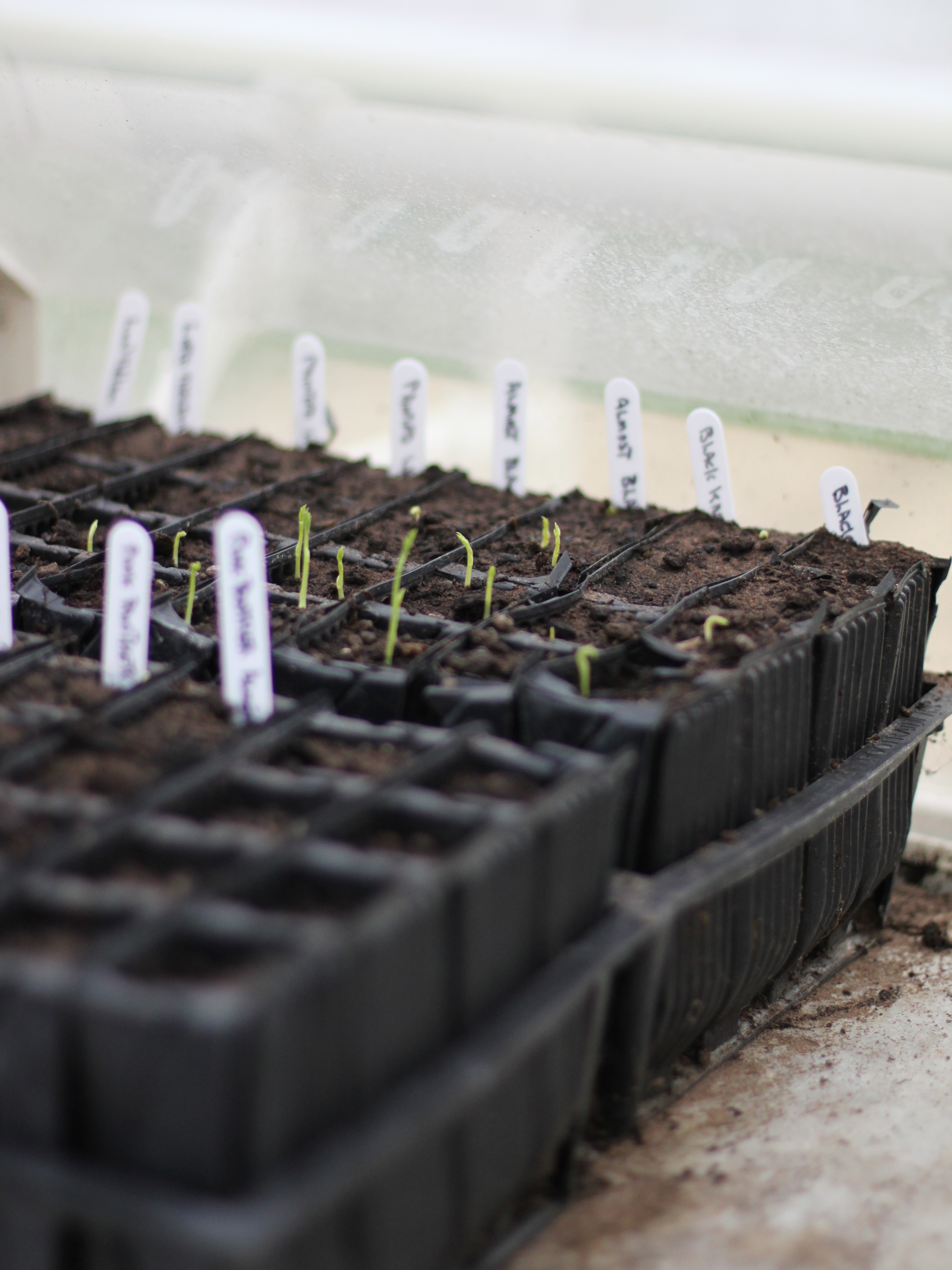 Germinating-Sweet-Pea-Seeds.jpg