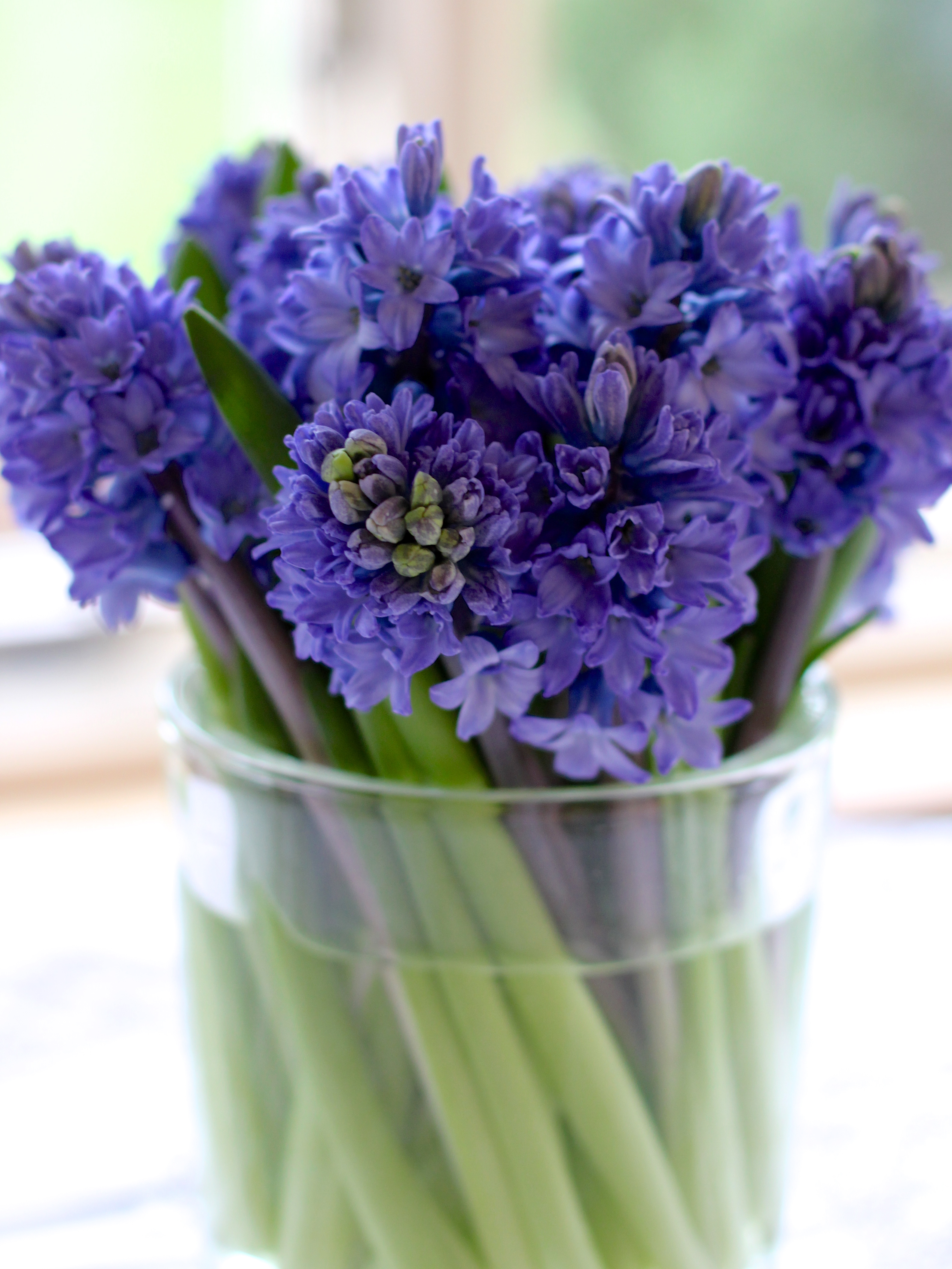 Blue Hyacinth