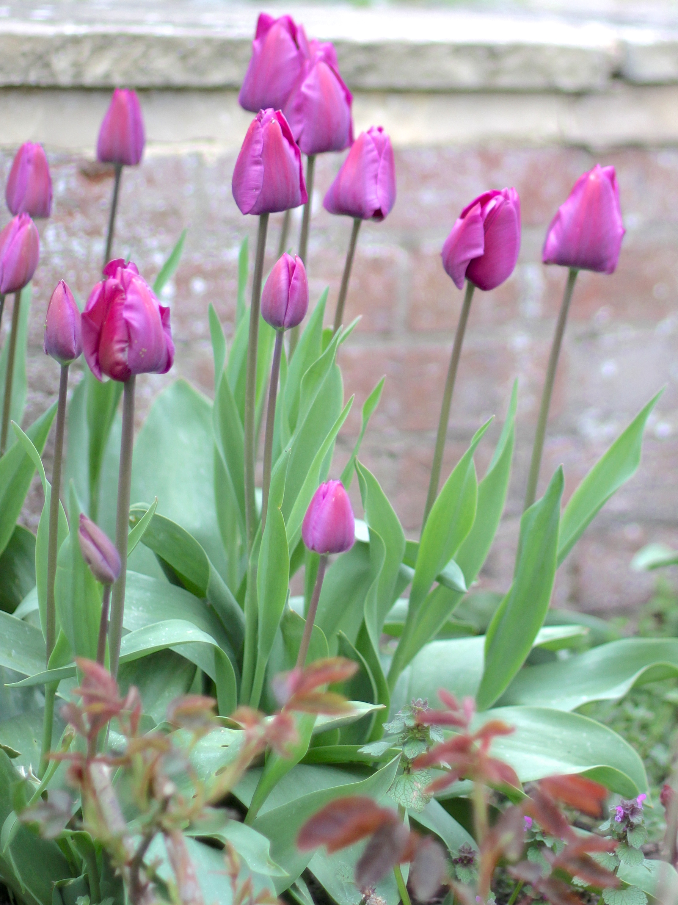 Tulip Purple Prince