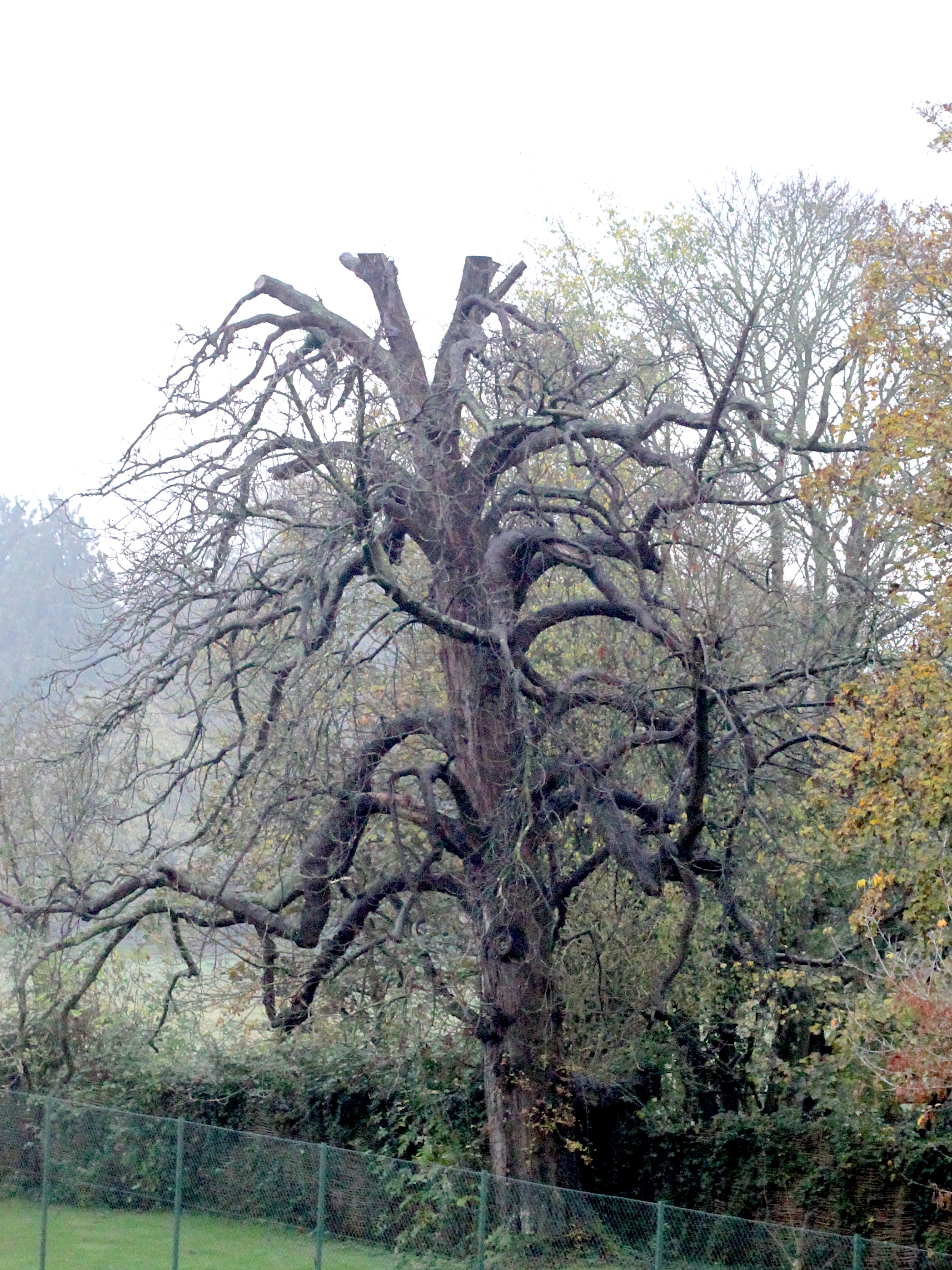 Dying Chestnut Tree