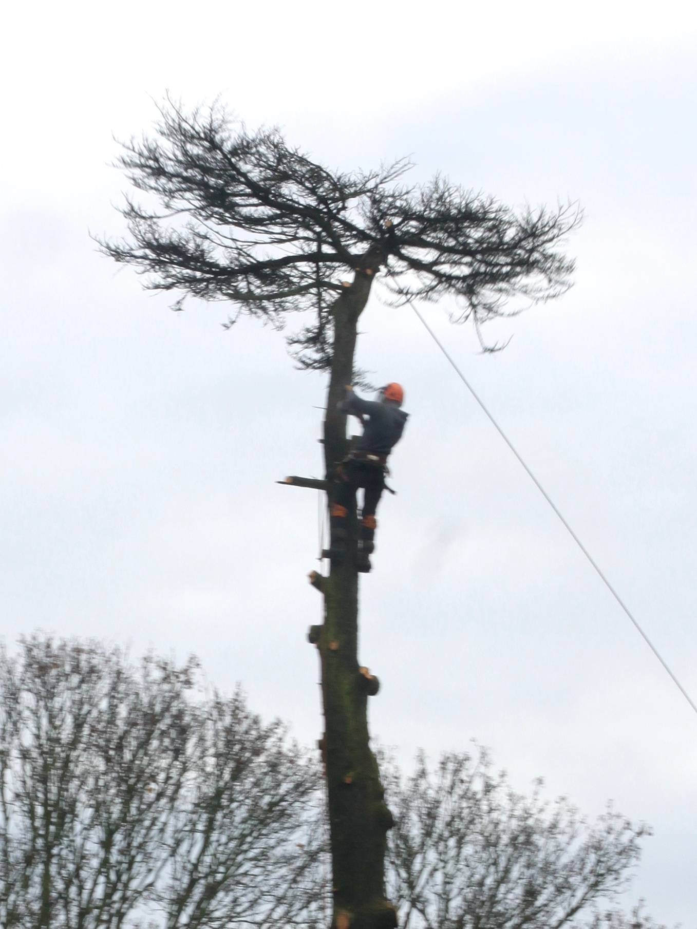 Tree-Felling