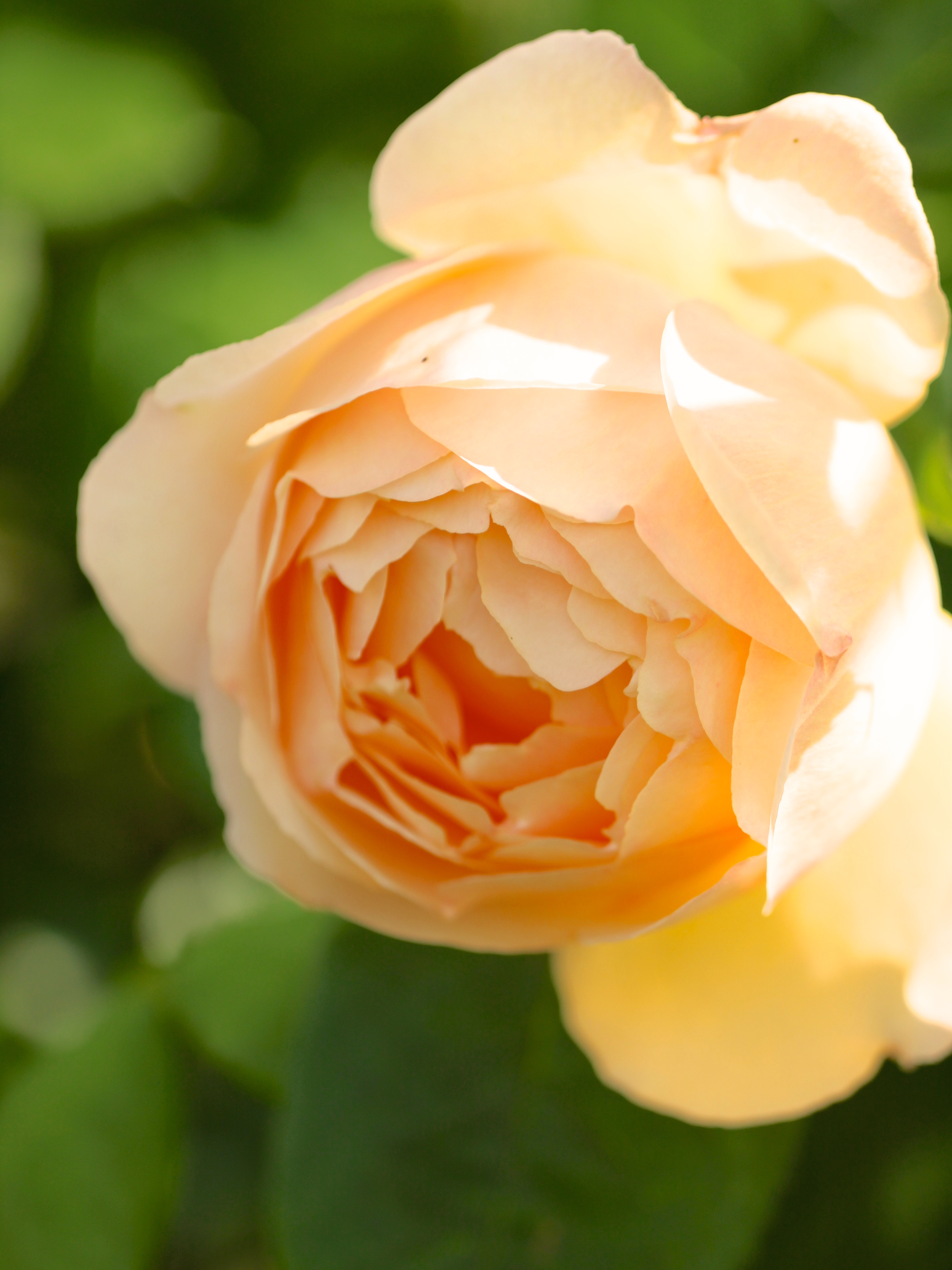 Rose-Wollerton-Old-Hall.jpg