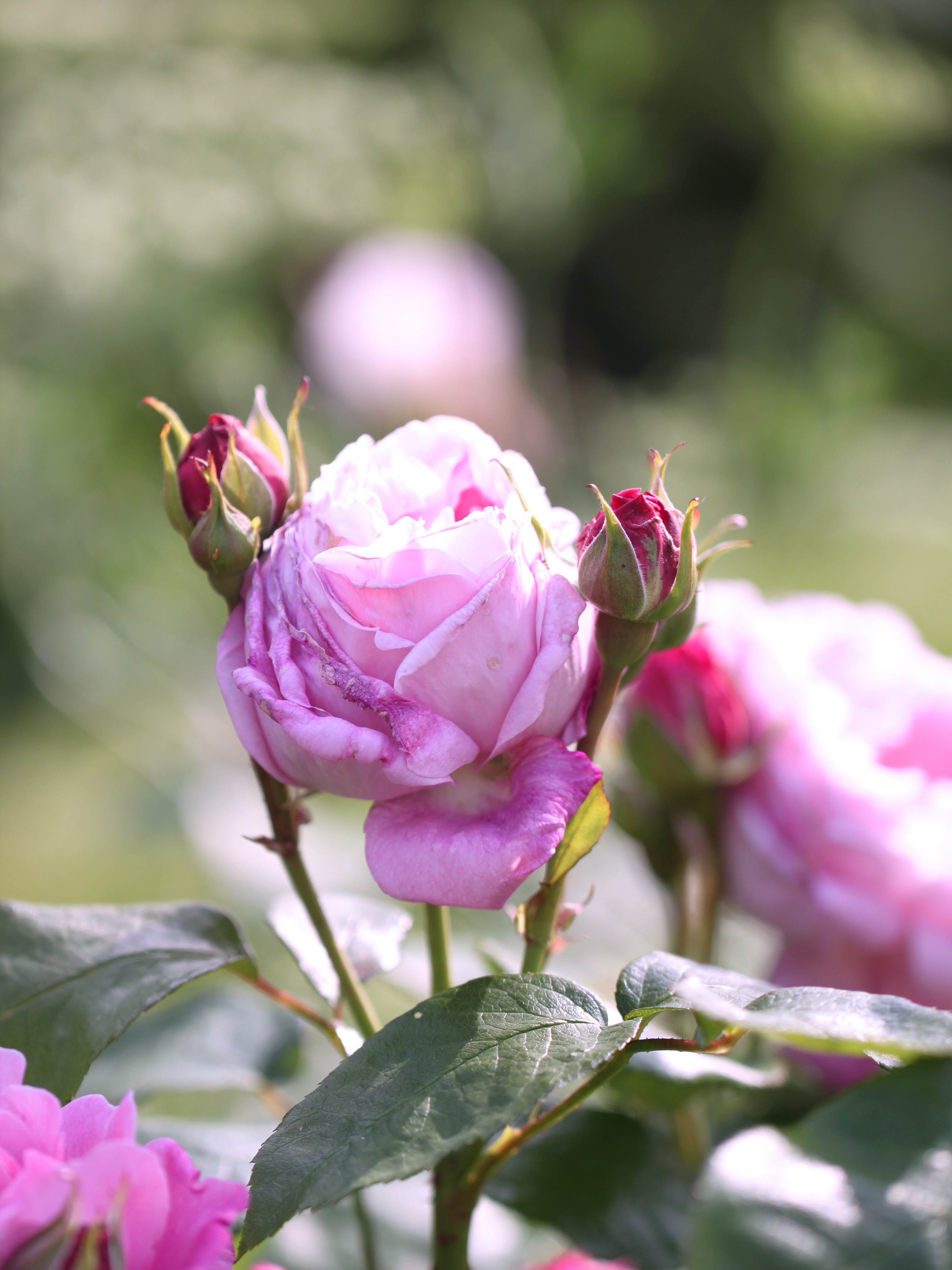 Rose-Gertrude-Jekyll.jpg