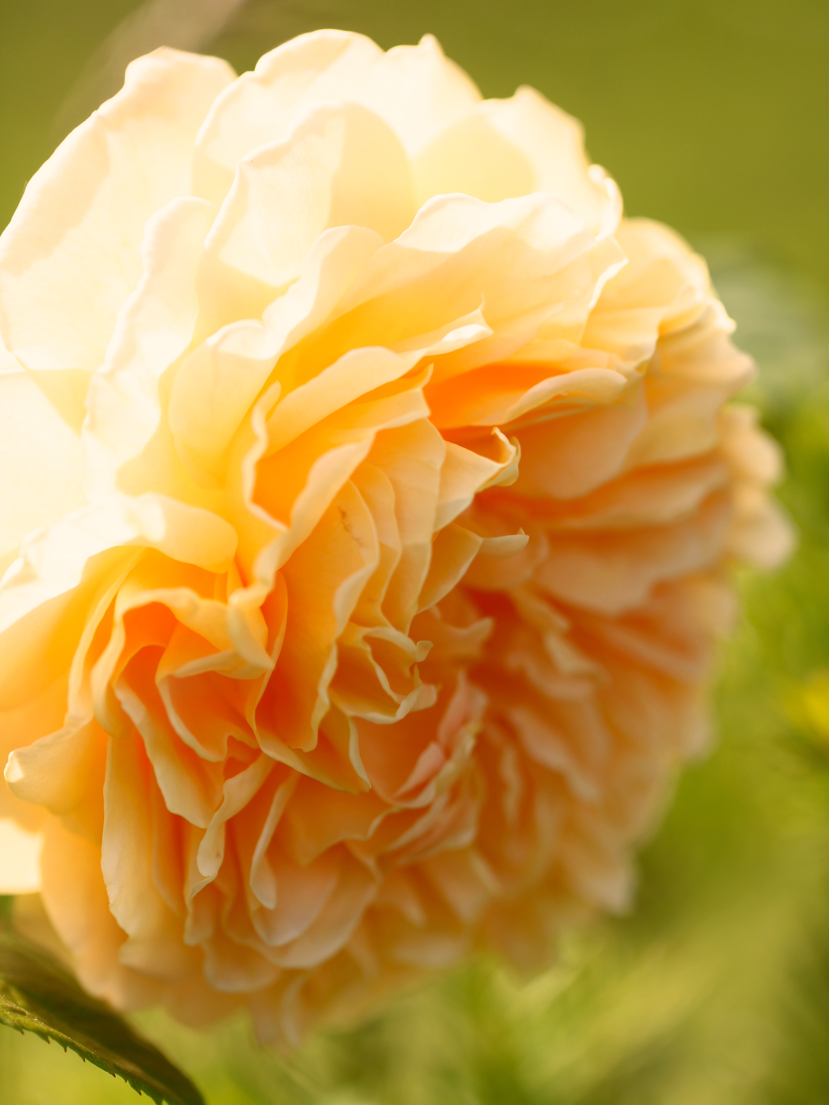 Rose-Crown-Princess-Margareta.jpg