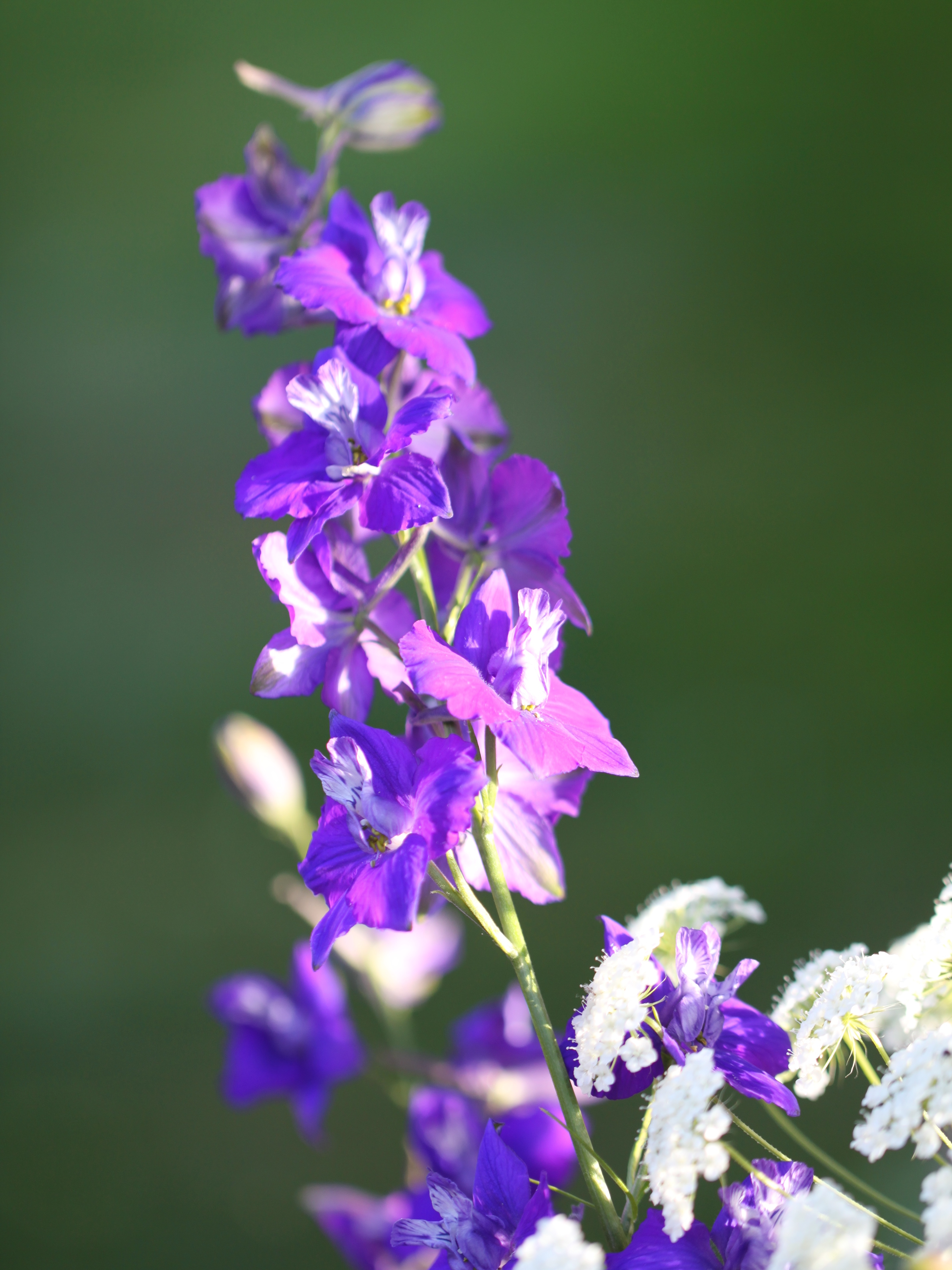 annual-flower-seeds-to-sow-this-autumn